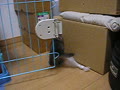 我が家初日のシュウ（まだ初々し～）