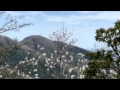 黒岳の白いアケボノツツジ