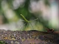 ナナフシモドキの幼虫《津久井湖城山公園》2024年4月28日『ちゃわんむし』